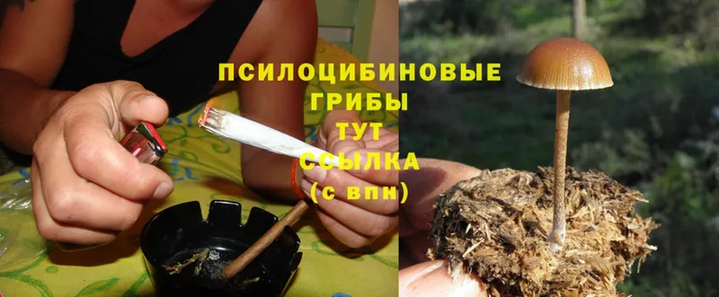 закладка  Любань  Галлюциногенные грибы Psilocybe 